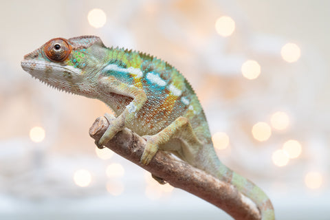 Holdbacks/Individuals: Ambilobe Offspring From "Fandra Manody-volana" (AKA Pineapple Express) x "Voaotitra-nofy" (Inverted Dream) - Hatched Nov - Dec 2025 - Male #3