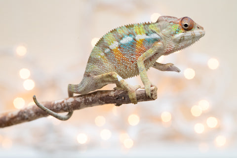 Holdbacks/Individuals: Ambilobe Offspring From "Fandra Manody-volana" (AKA Pineapple Express) x "Voaotitra-nofy" (Inverted Dream) - Hatched Nov - Dec 2025 - Male #3