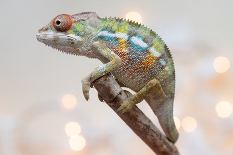 Holdbacks/Individuals: Ambilobe Offspring From "Fandra Manody-volana" (AKA Pineapple Express) x "Voaotitra-nofy" (Inverted Dream) - Hatched Nov - Dec 2025 - Male #3