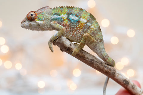 Holdbacks/Individuals: Ambilobe Offspring From "Fandra Manody-volana" (AKA Pineapple Express) x "Voaotitra-nofy" (Inverted Dream) - Hatched Nov - Dec 2025 - Male #3