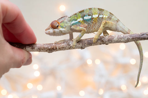 Holdbacks/Individuals: Ambilobe Offspring From "Fandra Manody-volana" (AKA Pineapple Express) x "Voaotitra-nofy" (Inverted Dream) - Hatched Nov - Dec 2025 - Male #3