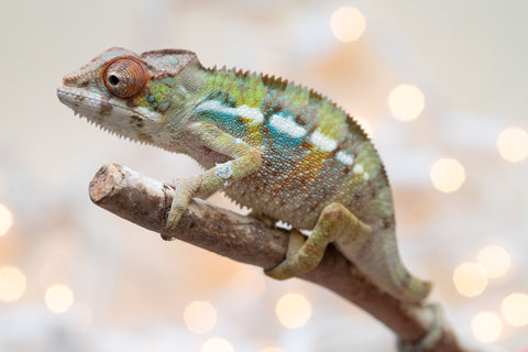 Holdbacks/Individuals: Ambilobe Offspring From "Fandra Manody-volana" (AKA Pineapple Express) x "Voaotitra-nofy" (Inverted Dream) - Hatched Nov - Dec 2025 - Male #3