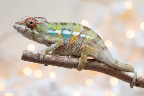 Holdbacks/Individuals: Ambilobe Offspring From "Fandra Manody-volana" (AKA Pineapple Express) x "Voaotitra-nofy" (Inverted Dream) - Hatched Nov - Dec 2025 - Male #3