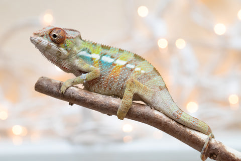 Holdbacks/Individuals: Ambilobe Offspring From "Fandra Manody-volana" (AKA Pineapple Express) x "Voaotitra-nofy" (Inverted Dream) - Hatched Nov - Dec 2025 - Male #3