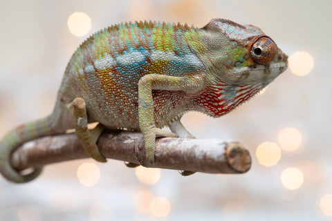 Holdbacks/Individuals: Ambilobe Offspring From "Fandra Manody-volana" (AKA Pineapple Express) x "Voaotitra-nofy" (Inverted Dream) - Hatched Nov - Dec 2025 - Male #3