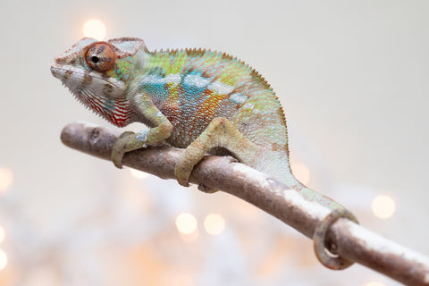 Holdbacks/Individuals: Ambilobe Offspring From "Fandra Manody-volana" (AKA Pineapple Express) x "Voaotitra-nofy" (Inverted Dream) - Hatched Nov - Dec 2025 - Male #3