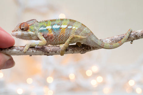 Holdbacks/Individuals: Ambilobe Offspring From "Fandra Manody-volana" (AKA Pineapple Express) x "Voaotitra-nofy" (Inverted Dream) - Hatched Nov - Dec 2025 - Male #3