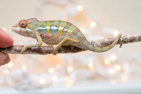 Holdbacks/Individuals: Ambilobe Offspring From "Fandra Manody-volana" (AKA Pineapple Express) x "Voaotitra-nofy" (Inverted Dream) - Hatched Nov - Dec 2025 - Male #3