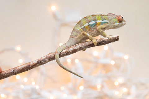 Holdbacks/Individuals: Ambilobe Offspring From "Fandra Manody-volana" (AKA Pineapple Express) x "Voaotitra-nofy" (Inverted Dream) - Hatched Nov - Dec 2025 - Male #3