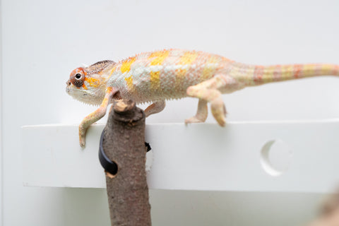 Holdbacks/Individuals: Ambilobe offspring from "Fandra Manody-volana" (AKA Pineapple Express) x "Vony-tapoaka" (AKA Yellow Explosion) - Hatched April 2025 - Male #