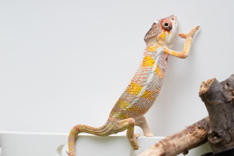 Holdbacks/Individuals: Ambilobe offspring from "Fandra Manody-volana" (AKA Pineapple Express) x "Vony-tapoaka" (AKA Yellow Explosion) - Hatched April 2025 - Male #