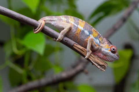 Holdbacks/Individuals: Ambilobe offspring from "Fandra Manody-volana" (AKA Pineapple Express) x "Vony-tapoaka" (AKA Yellow Explosion) - Hatched April 2025 - Male #