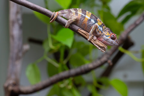 Holdbacks/Individuals: Ambilobe offspring from "Fandra Manody-volana" (AKA Pineapple Express) x "Vony-tapoaka" (AKA Yellow Explosion) - Hatched April 2025 - Male #