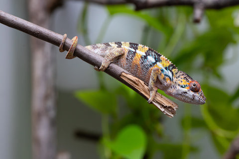 Holdbacks/Individuals: Ambilobe offspring from "Fandra Manody-volana" (AKA Pineapple Express) x "Vony-tapoaka" (AKA Yellow Explosion) - Hatched April 2025 - Male #
