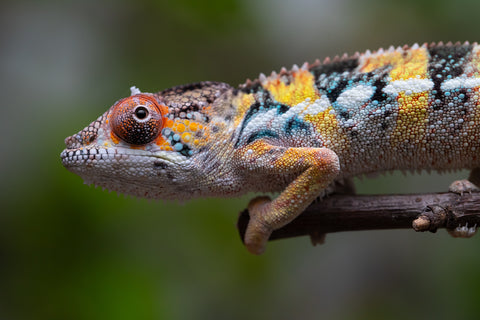 Holdbacks/Individuals: Ambilobe offspring from "Fandra Manody-volana" (AKA Pineapple Express) x "Vony-tapoaka" (AKA Yellow Explosion) - Hatched April 2025 - Male #