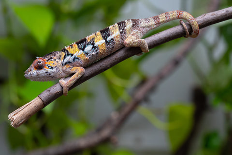 Holdbacks/Individuals: Ambilobe offspring from "Fandra Manody-volana" (AKA Pineapple Express) x "Vony-tapoaka" (AKA Yellow Explosion) - Hatched April 2025 - Male #