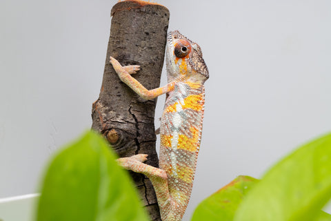 Holdbacks/Individuals: Ambilobe offspring from "Fandra Manody-volana" (AKA Pineapple Express) x "Vony-tapoaka" (AKA Yellow Explosion) - Hatched April 2025 - Male #