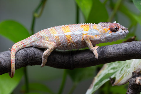 Holdbacks/Individuals: Ambilobe offspring from "Fandra Manody-volana" (AKA Pineapple Express) x "Vony-tapoaka" (AKA Yellow Explosion) - Hatched April 2025 - Male #