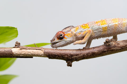 Holdbacks/Individuals: Ambilobe offspring from "Fandra Manody-volana" (AKA Pineapple Express) x "Vony-tapoaka" (AKA Yellow Explosion) - Hatched April 2025 - Male #
