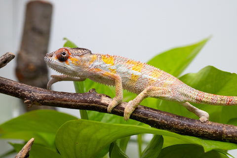 Holdbacks/Individuals: Ambilobe offspring from "Fandra Manody-volana" (AKA Pineapple Express) x "Vony-tapoaka" (AKA Yellow Explosion) - Hatched April 2025 - Male #