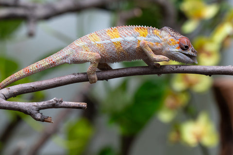 Holdbacks/Individuals: Ambilobe offspring from "Fandra Manody-volana" (AKA Pineapple Express) x "Vony-tapoaka" (AKA Yellow Explosion) - Hatched April 2025 - Male #