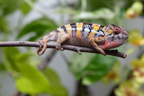 Holdbacks/Individuals: Ambilobe offspring from "Fandra Manody-volana" (AKA Pineapple Express) x "Vony-tapoaka" (AKA Yellow Explosion) - Hatched April 2025 - Male #