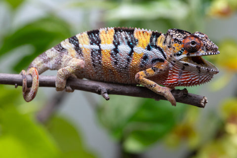 Holdbacks/Individuals: Ambilobe offspring from "Fandra Manody-volana" (AKA Pineapple Express) x "Vony-tapoaka" (AKA Yellow Explosion) - Hatched April 2025 - Male #