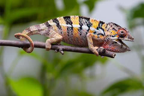 Holdbacks/Individuals: Ambilobe offspring from "Fandra Manody-volana" (AKA Pineapple Express) x "Vony-tapoaka" (AKA Yellow Explosion) - Hatched April 2025 - Male #