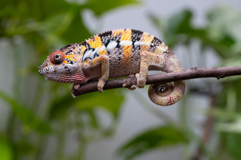 Holdbacks/Individuals: Ambilobe offspring from "Fandra Manody-volana" (AKA Pineapple Express) x "Vony-tapoaka" (AKA Yellow Explosion) - Hatched April 2025 - Male #