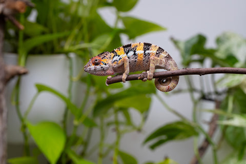 Holdbacks/Individuals: Ambilobe offspring from "Fandra Manody-volana" (AKA Pineapple Express) x "Vony-tapoaka" (AKA Yellow Explosion) - Hatched April 2025 - Male #