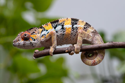 Holdbacks/Individuals: Ambilobe offspring from "Fandra Manody-volana" (AKA Pineapple Express) x "Vony-tapoaka" (AKA Yellow Explosion) - Hatched April 2025 - Male #