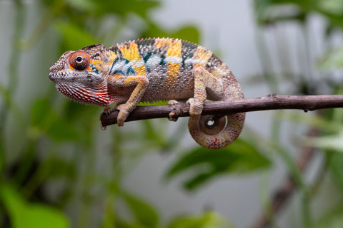 Holdbacks/Individuals: Ambilobe offspring from "Fandra Manody-volana" (AKA Pineapple Express) x "Vony-tapoaka" (AKA Yellow Explosion) - Hatched April 2025 - Male #