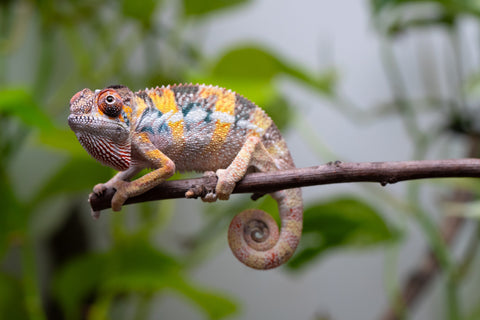 Holdbacks/Individuals: Ambilobe offspring from "Fandra Manody-volana" (AKA Pineapple Express) x "Vony-tapoaka" (AKA Yellow Explosion) - Hatched April 2025 - Male #