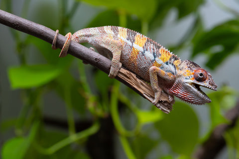 Holdbacks/Individuals: Ambilobe offspring from "Fandra Manody-volana" (AKA Pineapple Express) x "Vony-tapoaka" (AKA Yellow Explosion) - Hatched April 2025 - Male #