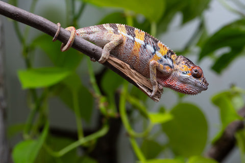 Holdbacks/Individuals: Ambilobe offspring from "Fandra Manody-volana" (AKA Pineapple Express) x "Vony-tapoaka" (AKA Yellow Explosion) - Hatched April 2025 - Male #