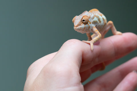 Ambilobe From "Fandra Manody-volana" (AKA Pineapple Express) x "Vony-tapoaka" (AKA Yellow Explosion) - Hatched June - July 2026 - Female #1