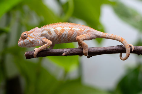 Ambilobe From "Fandra Manody-volana" (AKA Pineapple Express) x "Vony-tapoaka" (AKA Yellow Explosion) - Hatched June - July 2026 - Female #1
