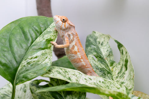 Ambilobe From "Fandra Manody-volana" (AKA Pineapple Express) x "Vony-tapoaka" (AKA Yellow Explosion) - Hatched June - July 2026 - Female #1
