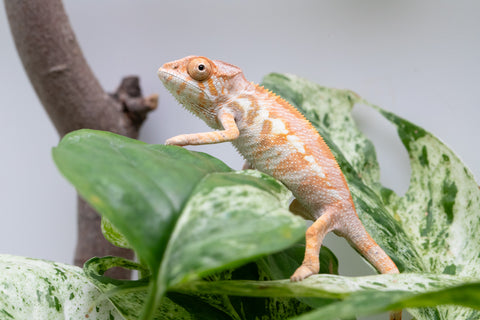 Ambilobe From "Fandra Manody-volana" (AKA Pineapple Express) x "Vony-tapoaka" (AKA Yellow Explosion) - Hatched June - July 2026 - Female #1