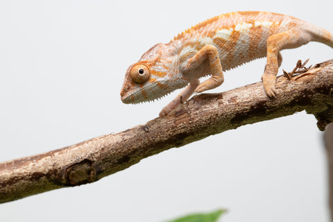 Ambilobe From "Fandra Manody-volana" (AKA Pineapple Express) x "Vony-tapoaka" (AKA Yellow Explosion) - Hatched June - July 2026 - Female #1