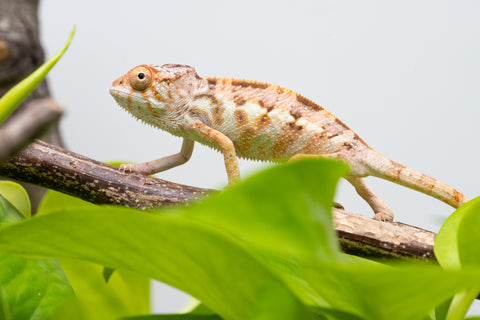 Ambilobe From "Fandra Manody-volana" (AKA Pineapple Express) x "Vony-tapoaka" (AKA Yellow Explosion) - Hatched June - July 2026 - Female #1