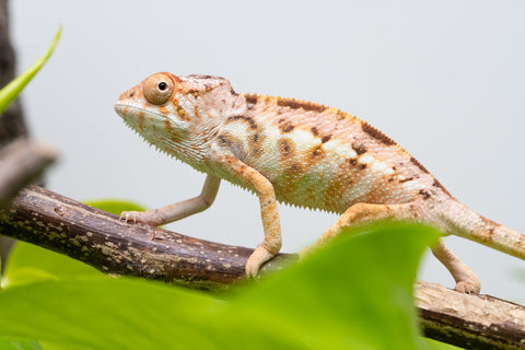 Ambilobe From "Fandra Manody-volana" (AKA Pineapple Express) x "Vony-tapoaka" (AKA Yellow Explosion) - Hatched June - July 2026 - Female #1