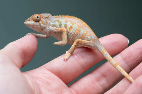 Ambilobe From "Fandra Manody-volana" (AKA Pineapple Express) x "Vony-tapoaka" (AKA Yellow Explosion) - Hatched June - July 2026 - Female #1