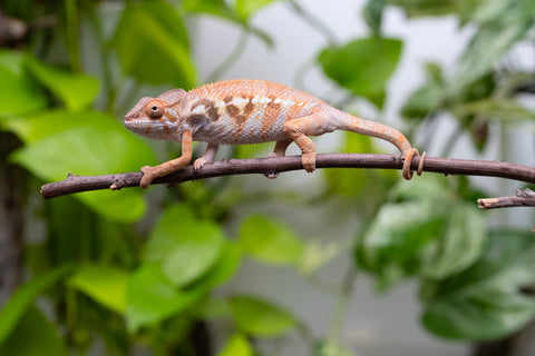 Ambilobe From "Fandra Manody-volana" (AKA Pineapple Express) x "Vony-tapoaka" (AKA Yellow Explosion) - Hatched June - July 2026 - Female #1