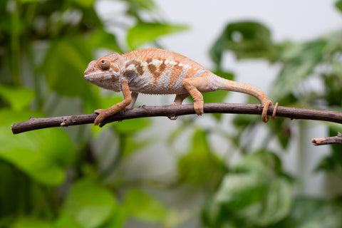 Ambilobe From "Fandra Manody-volana" (AKA Pineapple Express) x "Vony-tapoaka" (AKA Yellow Explosion) - Hatched June - July 2026 - Female #1