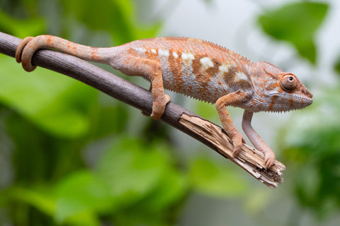 Ambilobe From "Fandra Manody-volana" (AKA Pineapple Express) x "Vony-tapoaka" (AKA Yellow Explosion) - Hatched June - July 2026 - Female #1