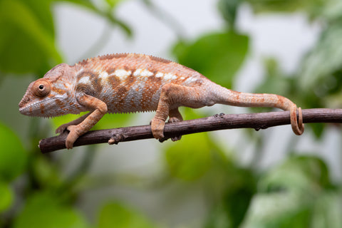 Ambilobe From "Fandra Manody-volana" (AKA Pineapple Express) x "Vony-tapoaka" (AKA Yellow Explosion) - Hatched June - July 2026 - Female #1