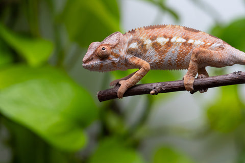 Ambilobe From "Fandra Manody-volana" (AKA Pineapple Express) x "Vony-tapoaka" (AKA Yellow Explosion) - Hatched June - July 2026 - Female #1