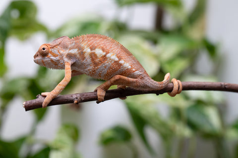 Ambilobe From "Fandra Manody-volana" (AKA Pineapple Express) x "Vony-tapoaka" (AKA Yellow Explosion) - Hatched June - July 2026 - Female #1