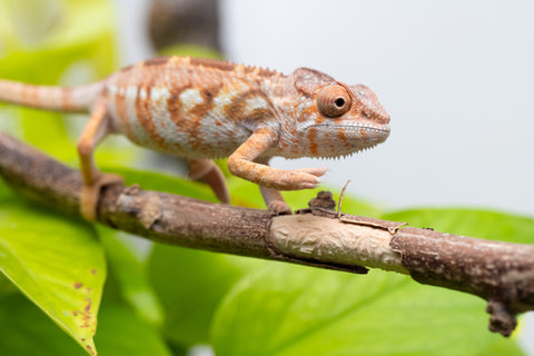 Ambilobe From "Fandra Manody-volana" (AKA Pineapple Express) x "Vony-tapoaka" (AKA Yellow Explosion) - Hatched June - July 2026 - Female #1